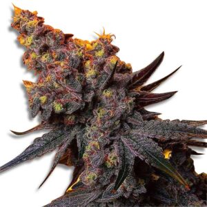 Love Cannabis - Banana OG - Feminized Cannabis Seeds