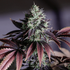 Love Cannabis - Blue Dream - Feminized Cannabis Seeds