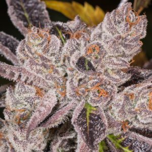 Love Cannabis - Dosidos - Feminized Cannabis Seeds