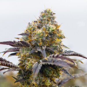 Love Cannabis - Gelato - 12 Regular Seeds