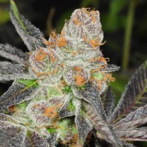 Love Cannabis - Girl Scout Cookies - Feminized Cannabis Seeds