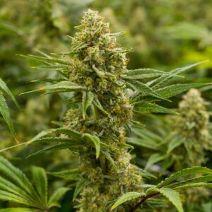 Love Cannabis - Lemon Tree - Feminized Cannabis Seeds