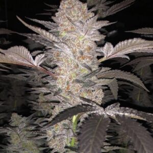 Love Cannabis - Mimosa - Feminized Cannabis Seeds
