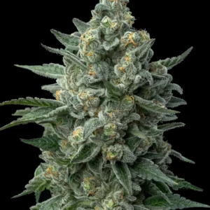 Love Cannabis - OG Kush - 12 Regular Seeds