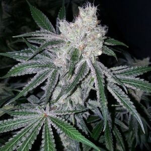 Love Cannabis - Orange Cookies - Feminized Cannabis Seeds