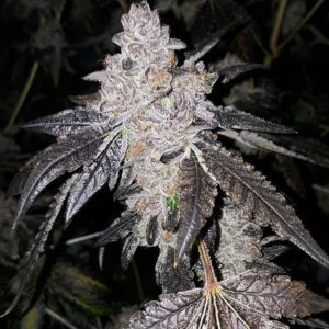 Love Cannabis - Pie Hoe - Feminized Seeds