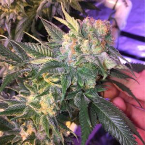 Love Cannabis - Pineapple Express - Feminized Cannabis Seeds