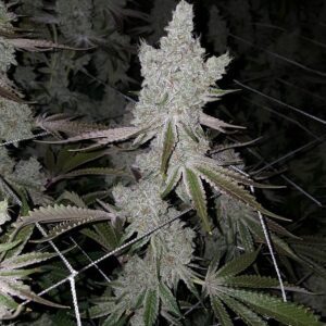 Love Cannabis - Topanga Canyon OG - Feminized Cannabis Seeds