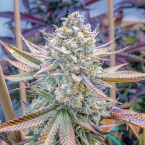 Love Cannabis - Wedding Cake - Feminized Cannabis Seeds