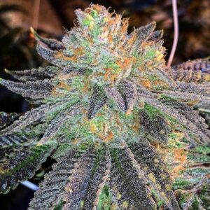 Love Cannabis - Zkittlez - 12 Regular Seeds