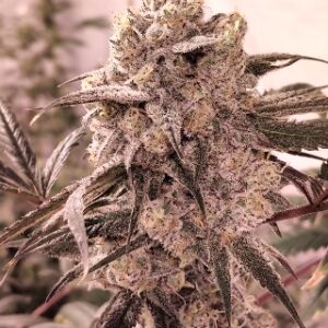 Love Cannabis - Dolato - Feminized Cannabis Seeds