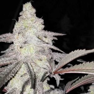 Love Cannabis - Mac 1 - Feminized Cannabis Seeds