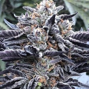 Love Cannabis - Lava Cake - Feminized Cannabis Seeds