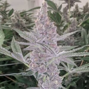 Love Cannabis - Tropicanna Cookies (Auto)