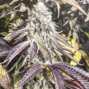 Love Cannabis - Wedding Crasher - Feminized Cannabis Seeds