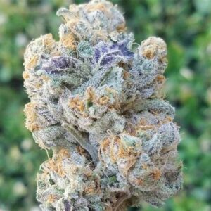 Love Cannabis - Slurricane - Feminized Cannabis Seeds