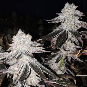 Love Cannabis - Kush Mints - Feminized Cannabis Seeds
