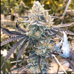 Love Cannabis - Nerdz aka Nerds - Feminized Cannabis Seeds