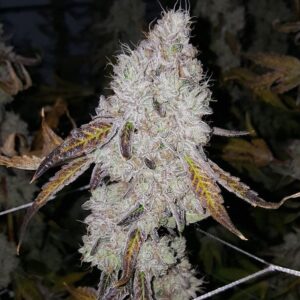 Love Cannabis - Wedding Cake (Auto)