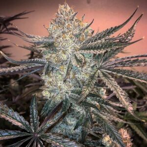 Love Cannabis - Zookies - Feminized Cannabis Seeds