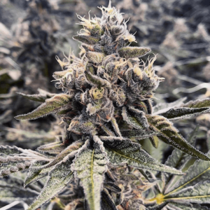 Love Cannabis - Apple Fritter - Feminized Cannabis Seeds