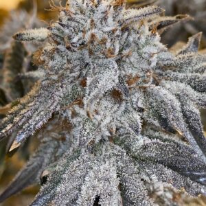 Love Cannabis - Oreoz - Feminized Cannabis Seeds