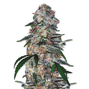 Love Cannabis - Velvet Lushers - Feminized Cannabis Seeds