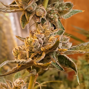 Love Cannabis - Peanut Butter Cookies - Feminized Cannabis Seeds