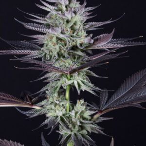 Love Cannabis - Blue Grape Fuel - Feminized Cannabis Seeds