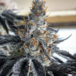 Love Cannabis - Blunicorn #5 - Feminized Cannabis Seeds