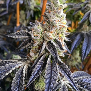 Love Cannabis - Z Wonka - Feminized Cannabis Seeds