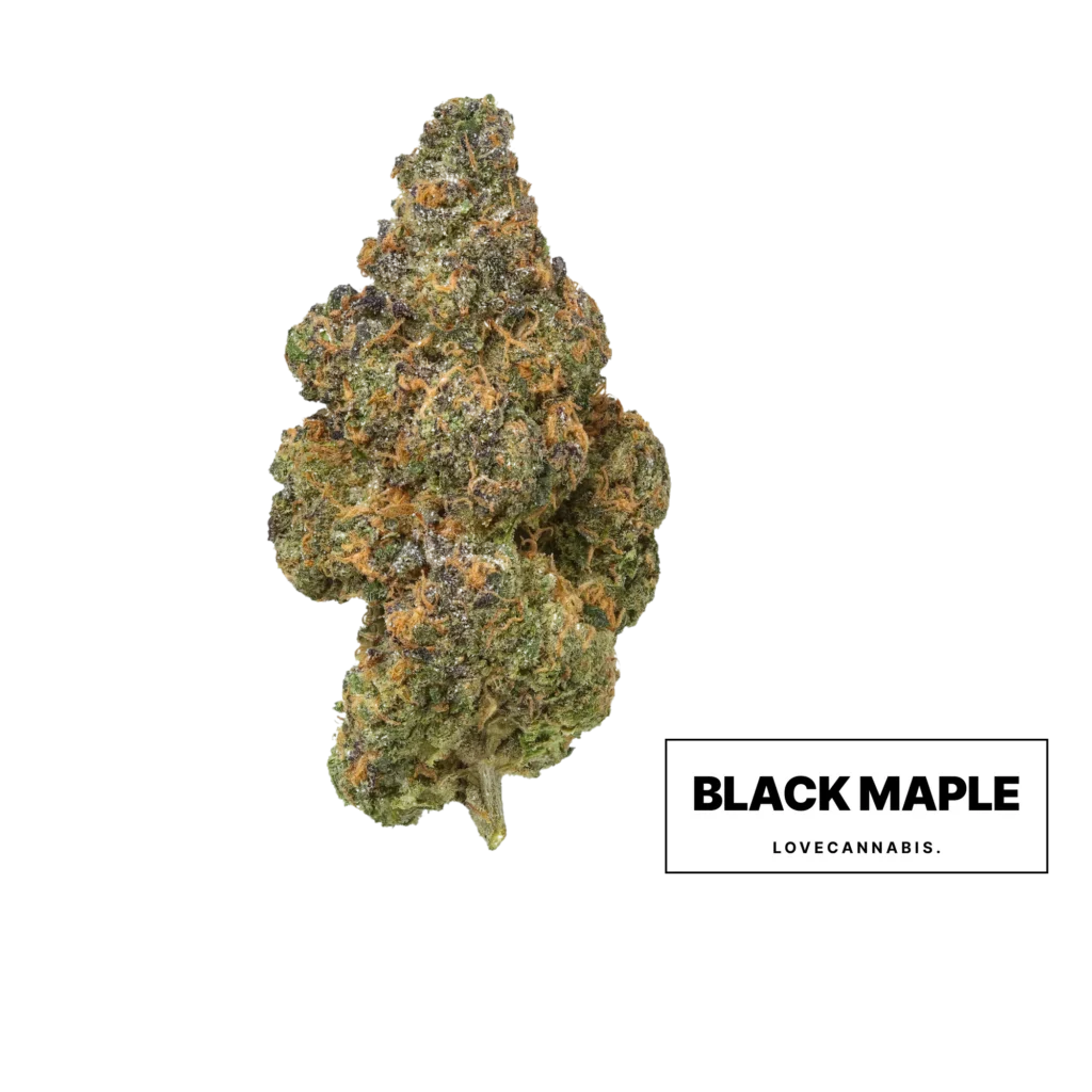 Black Maple kanapių žiedas iš Love Cannabis
