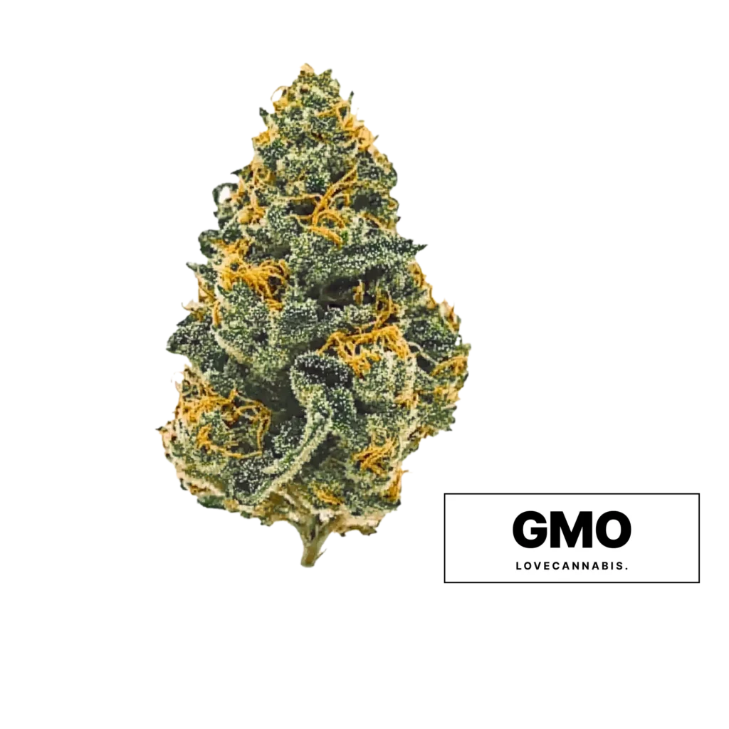 Fiore di cannabis GMO di Love Cannabis