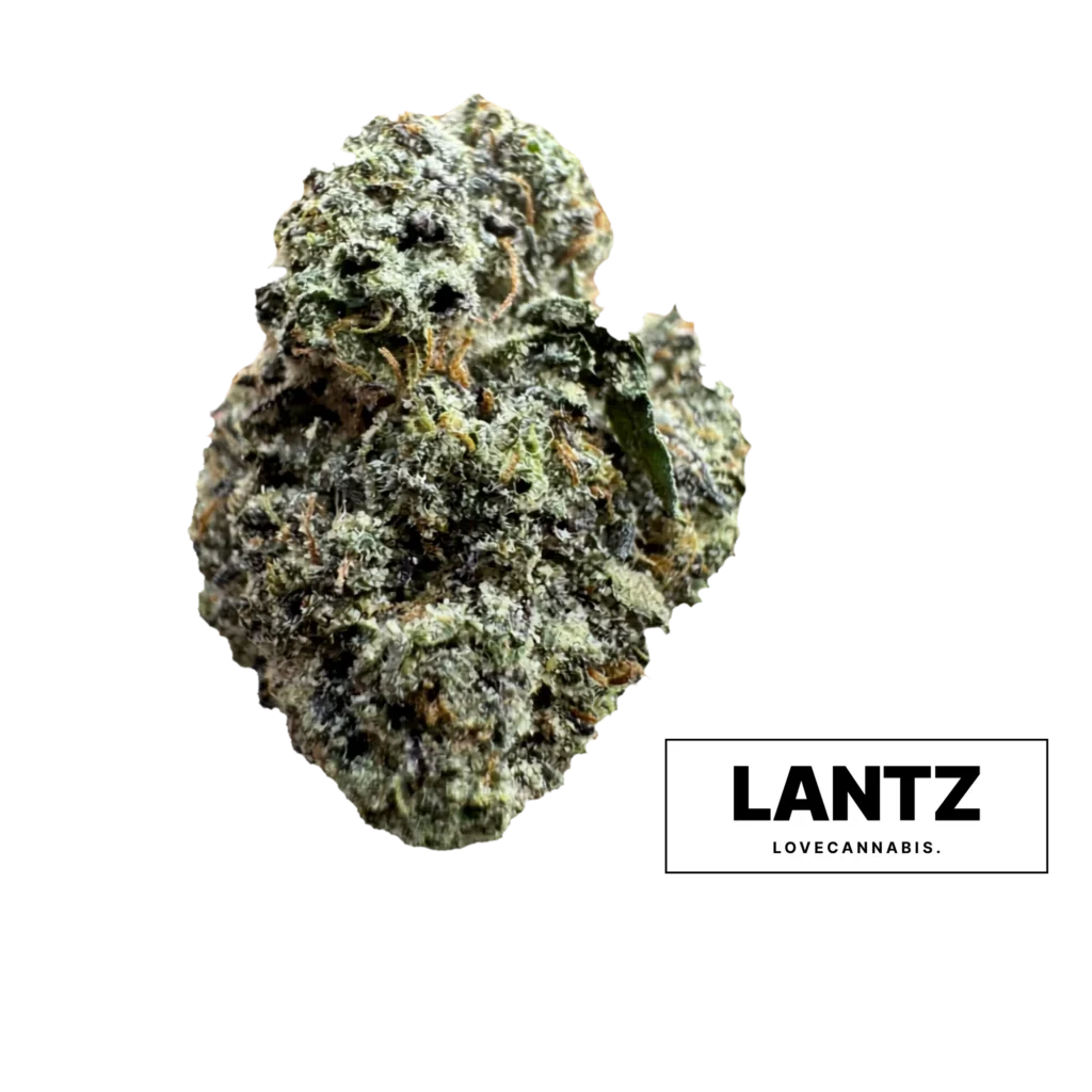 LANTZ cannabisbloem van Love Cannabis