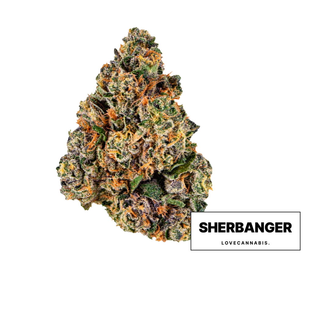 Love Cannabis의 Sherbanger 대마 꽃